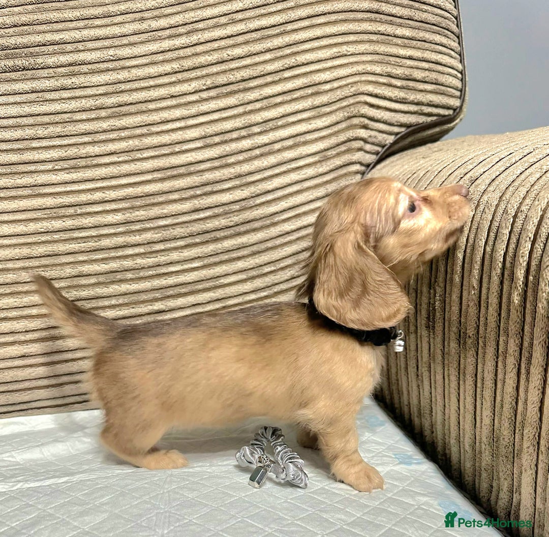 Miniature Dachshund dogs for sale: Cream Mini long hair Dachshunds - Advert 4