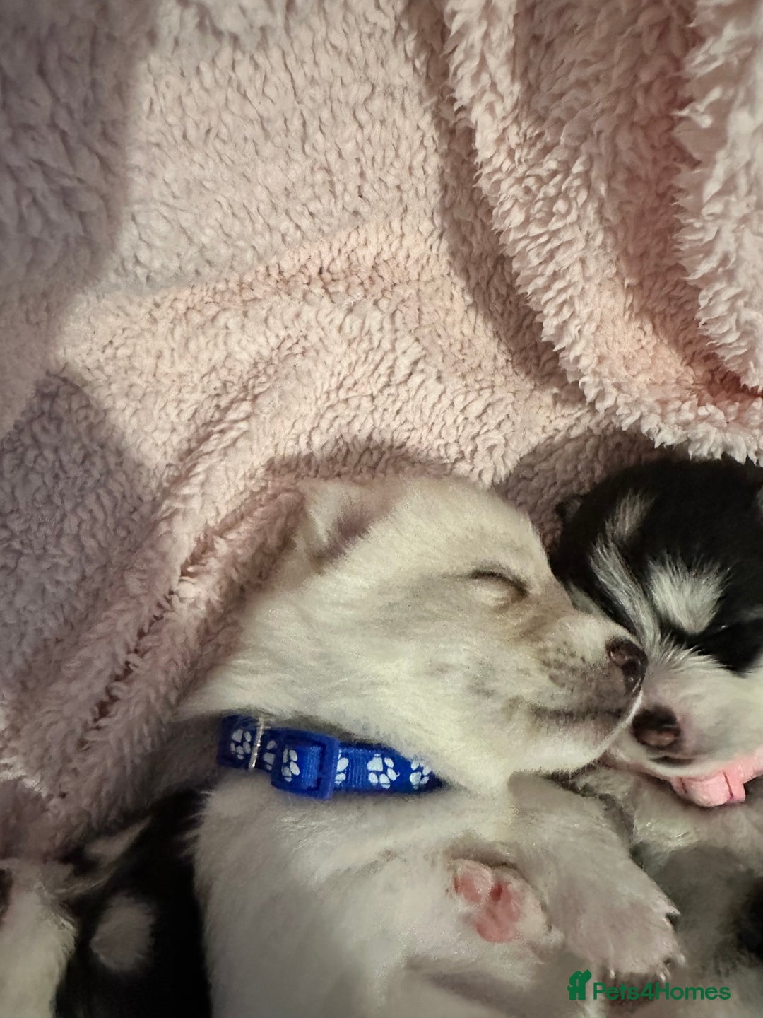 Pomsky dogs for sale: F4 beautiful puppy pomskie blue eyes - Image 25