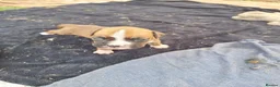 Boxer dogs for sale: Boxer puppies kc registered 5 star council licence - Advert 13