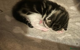 Bengal cats for sale: Boy bengul kitten 2weeks 5 days old - Image 9