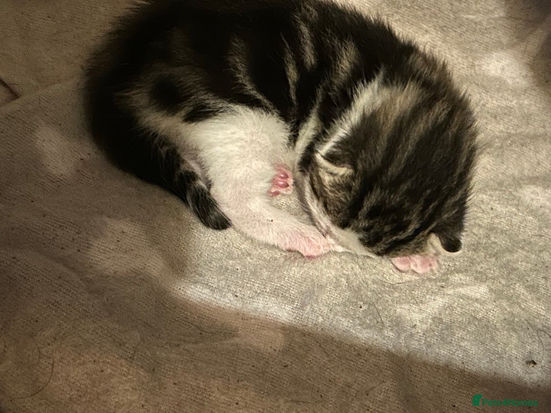 Bengal cats for sale: Boy bengul kitten 2weeks 5 days old - Image 9