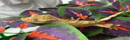 Mixed Breed reptiles for sale: various geckos! - Advert 13