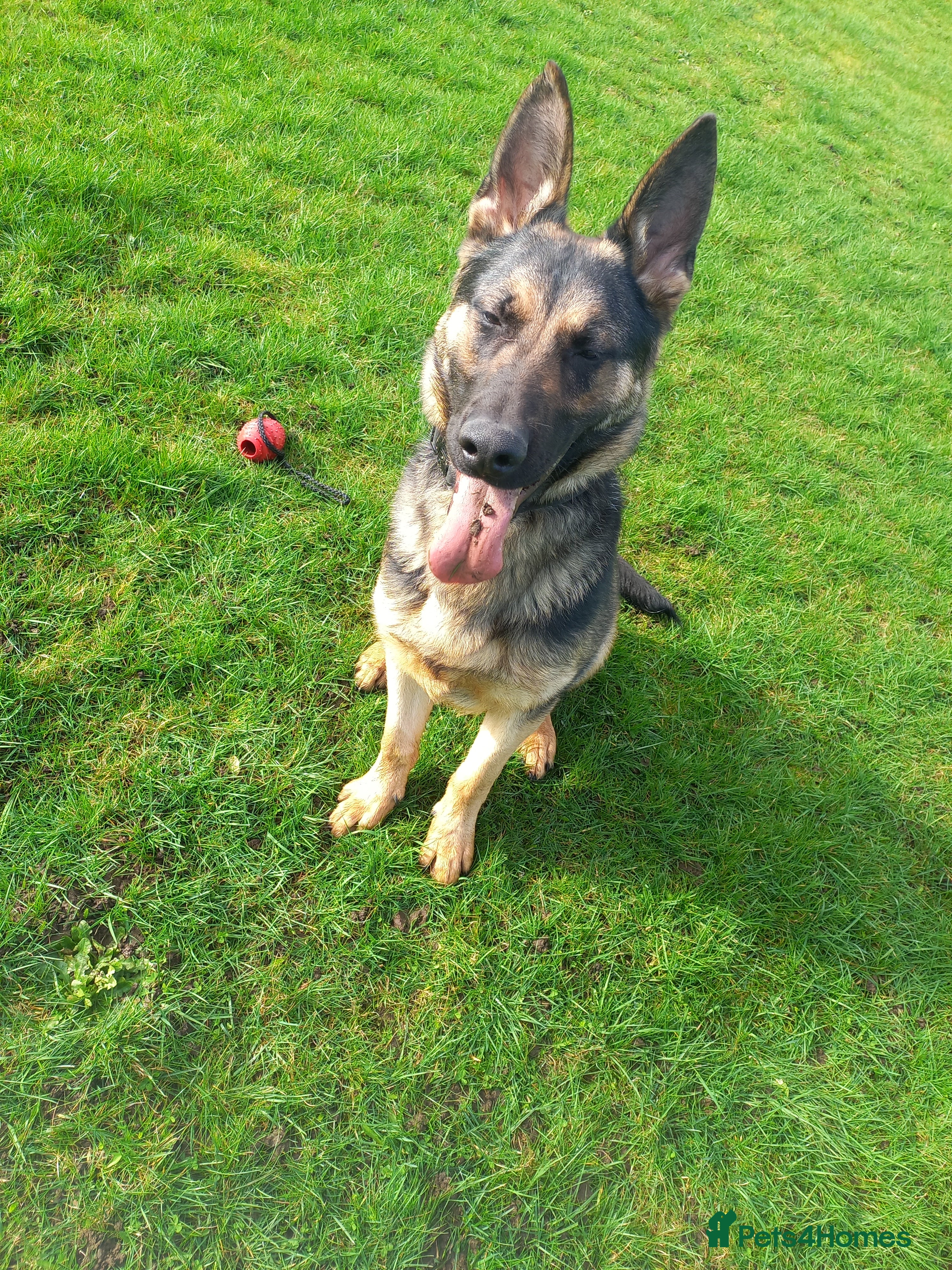 German Shepherd dogs Male german shepherd  - Advert 1