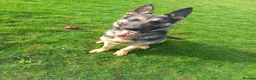 German Shepherd dogs for sale: Male german shepherd  - Advert 1