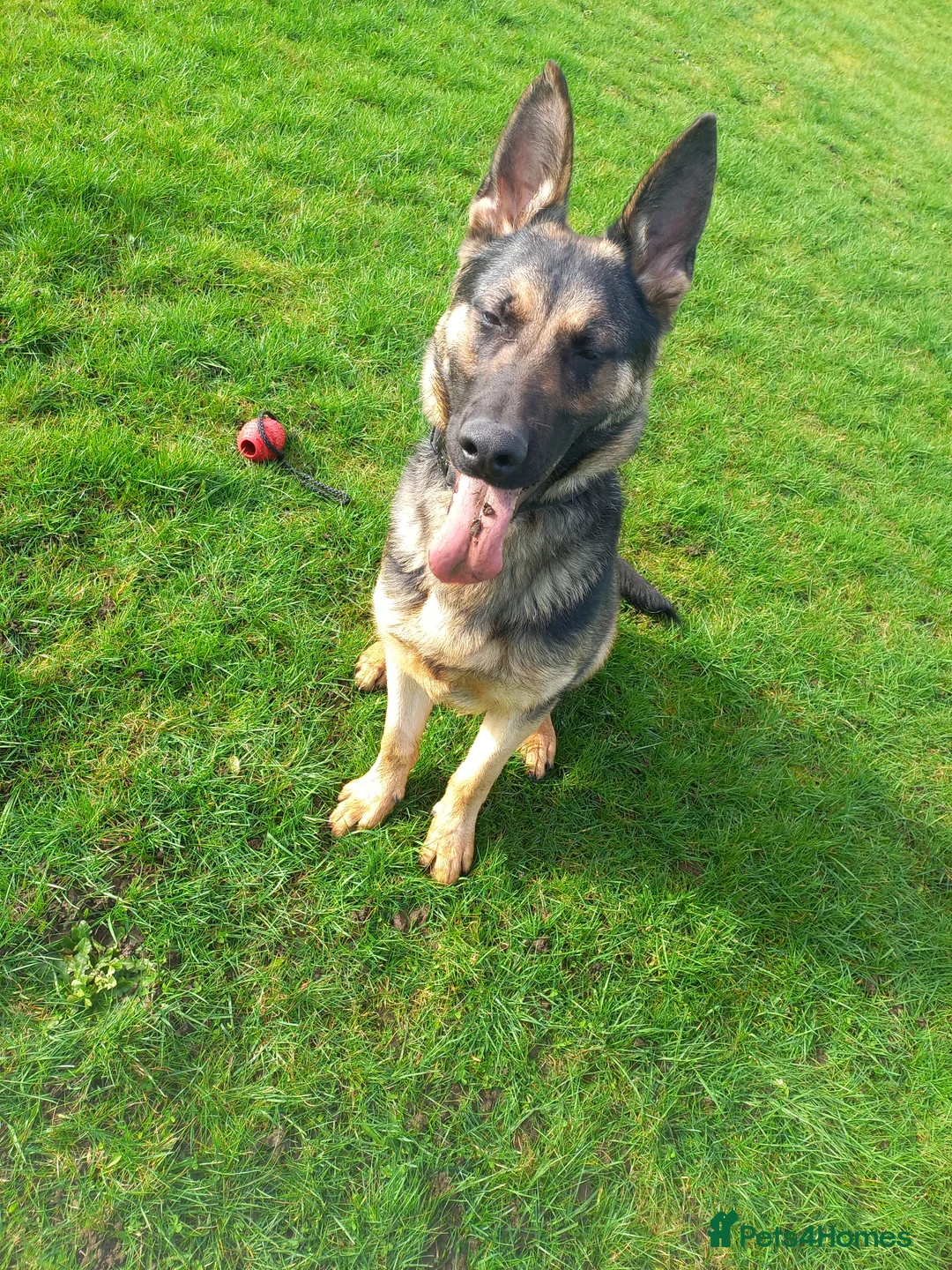 German Shepherd dogs for sale: Male german shepherd  - Advert 1