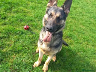 German Shepherd dogs Male german shepherd - Advert 1