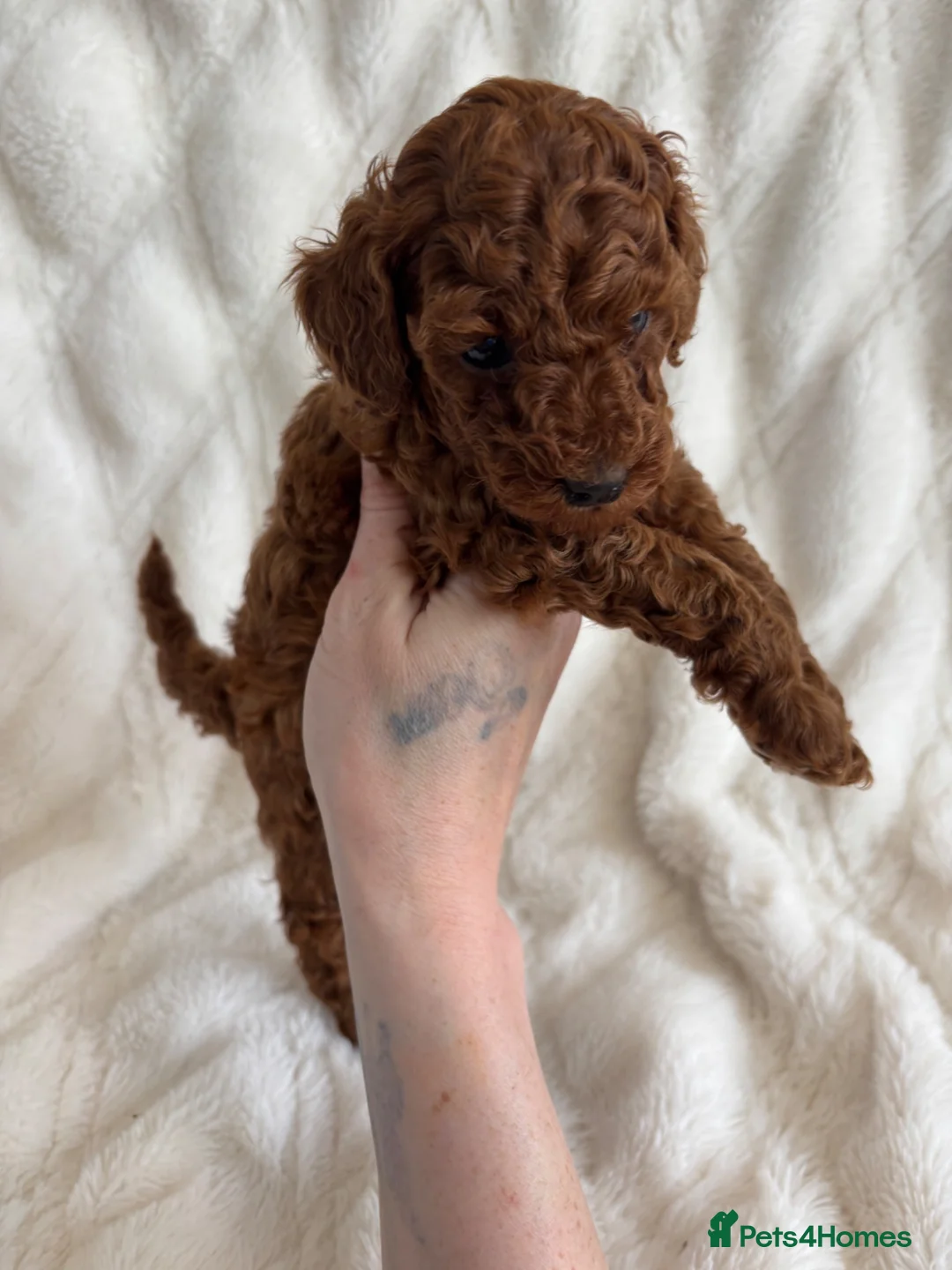 Toy Poodle dogs for sale: Toy poodle  - Advert 10