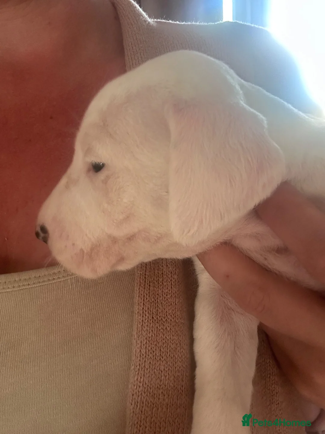 Mixed Breed dogs for sale: English bull terrier x Staffordshire bull terrier - Advert 15