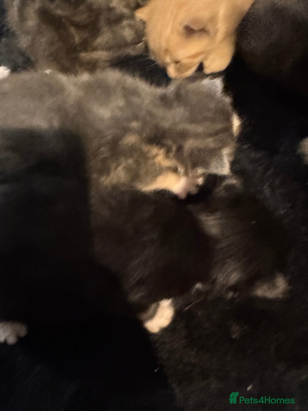 Mixed Breed cats for sale: Mixed litter of kittens  - Image 8