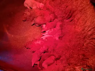 Toy Poodle dogs BEAUTIFUL LITTER OF POODLES - Advert 3