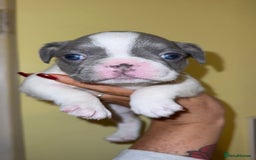 French Bulldog dogs for sale: 3 beautiful French puppies - Image 2