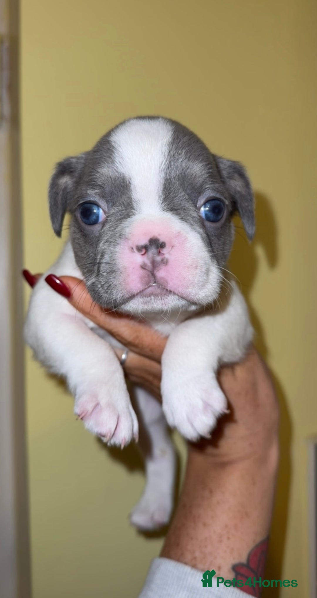 French Bulldog dogs for sale: 3 beautiful French puppies - Image 2
