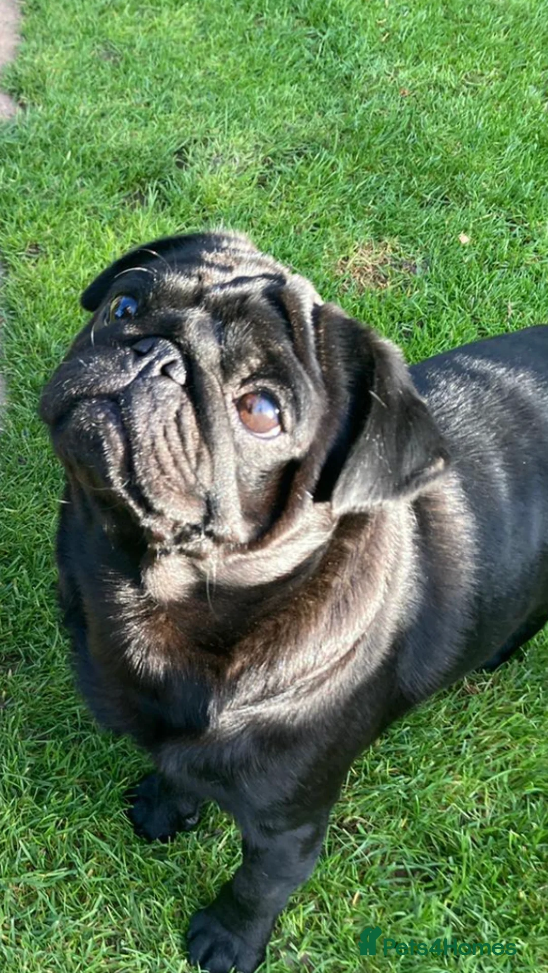 Pug dogs for stud: Health tested black pug stud  in Stevenage - Advert 27