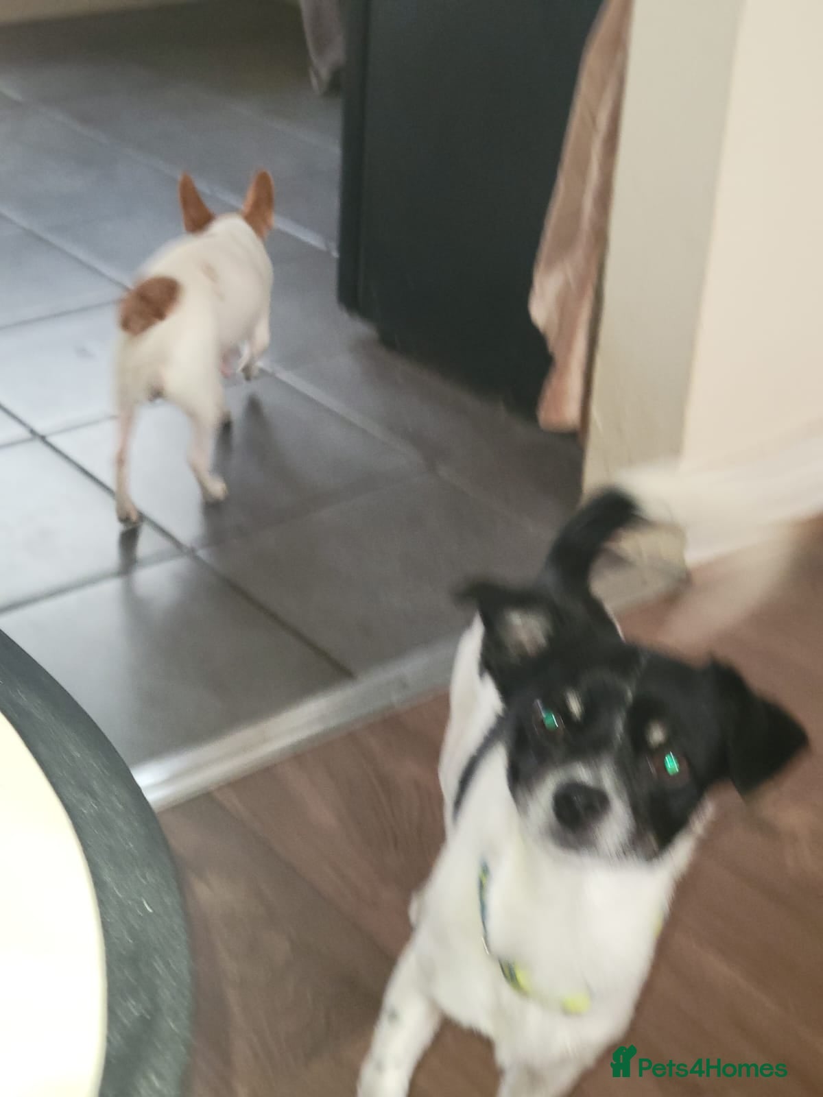 Mixed Breed dogs Jack Russell x chihuahua  - Advert 1