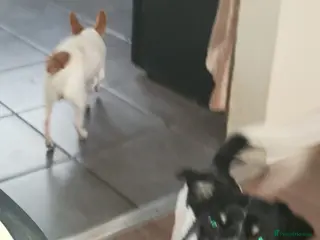 Mixed Breed dogs Jack Russell x chihuahua - Advert 1