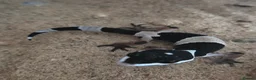 Mixed Breed reptiles for sale: Various geckos and anoles - Advert 2