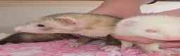 Ferret rodents for sale: 2 x ferrets and hutch food etc - Advert 6