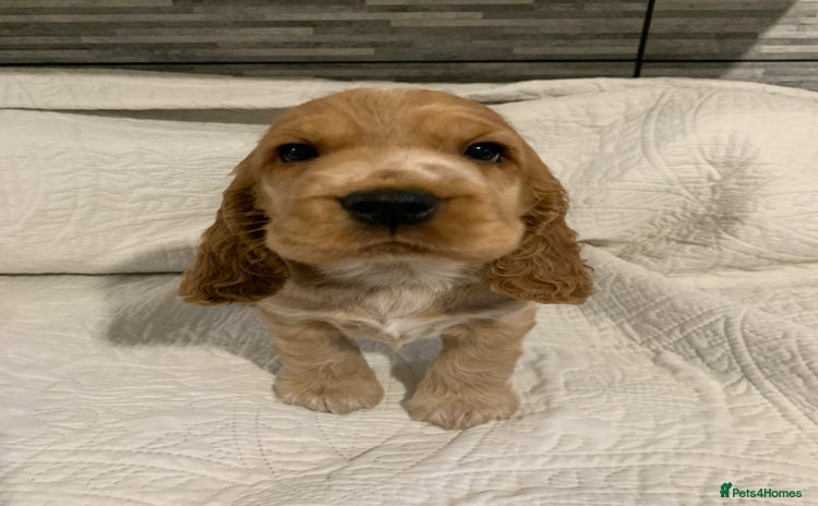 Cocker Spaniel dogs - Advert 2