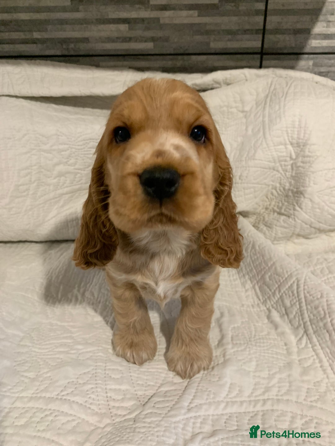 Cocker Spaniel dogs for sale: KC Registered Quality Show Type Cocker Puppies   - Advert 2
