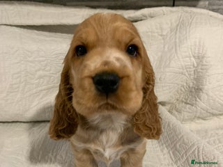 Cocker Spaniel dogs - Advert 24