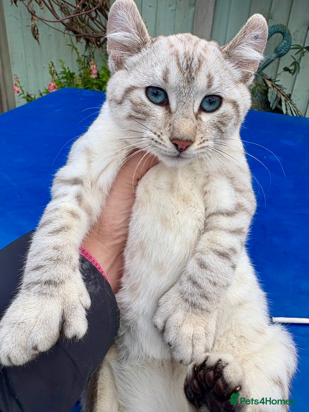 Keetso cats for sale: Gob smacking curled eared polydactyl female  - Advert 8