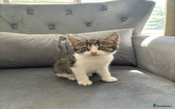 Mixed Breed cats for sale: Female kitty for sale - ready to leave  - Image 2
