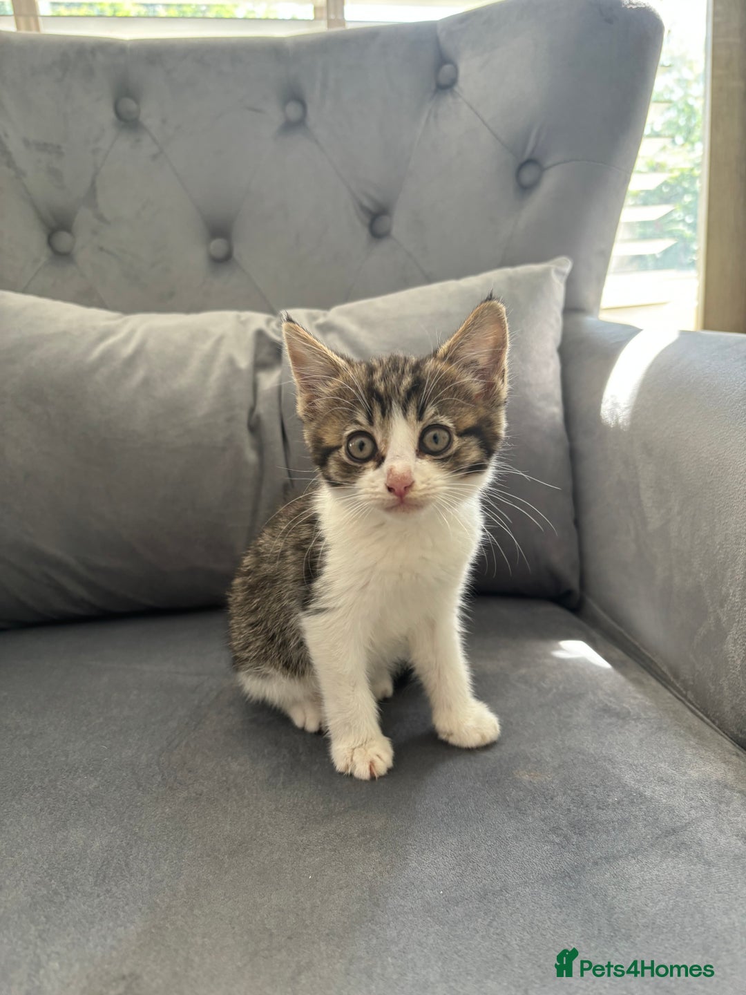 Mixed Breed cats for sale: Female kitty for sale - ready to leave  - Image 2