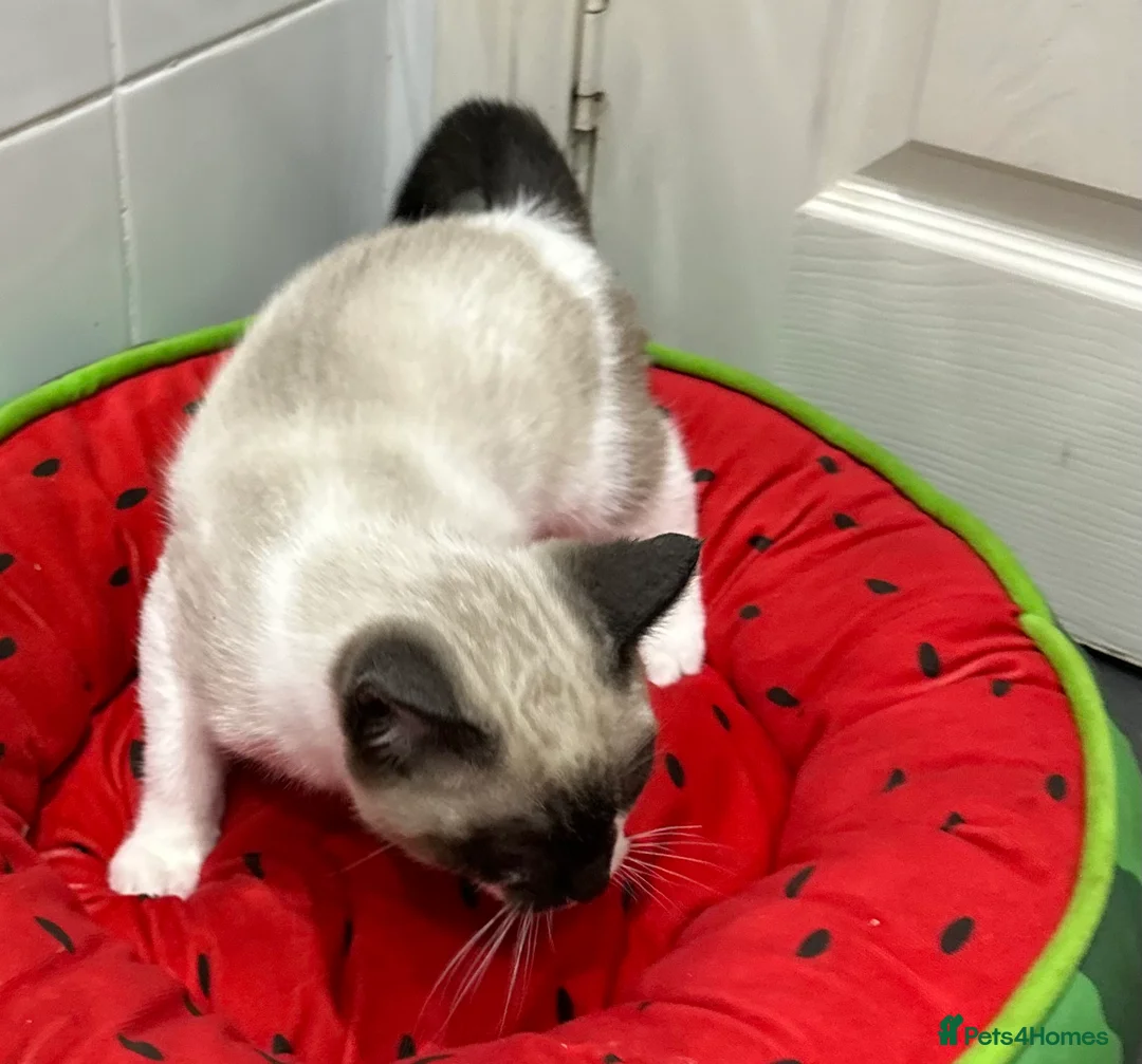 Ragdoll cats for sale: Ragdolls kitten 1 boy 2 girls Dob 12/11/25 - Advert 9