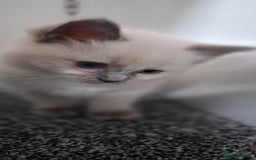 Ragdoll cats for sale: Beautiful Ragdolls 4 boys and 2 girls  - Image 18