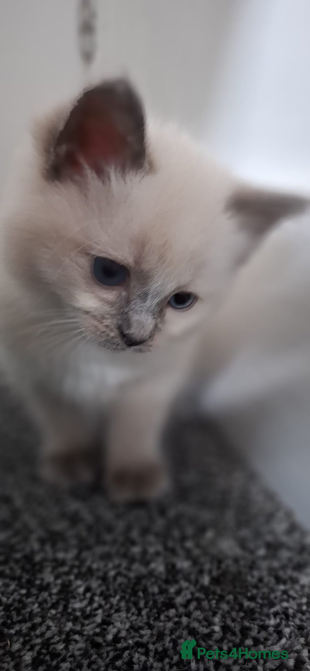 Ragdoll cats for sale: Beautiful Ragdolls 4 boys and 2 girls  - Image 18