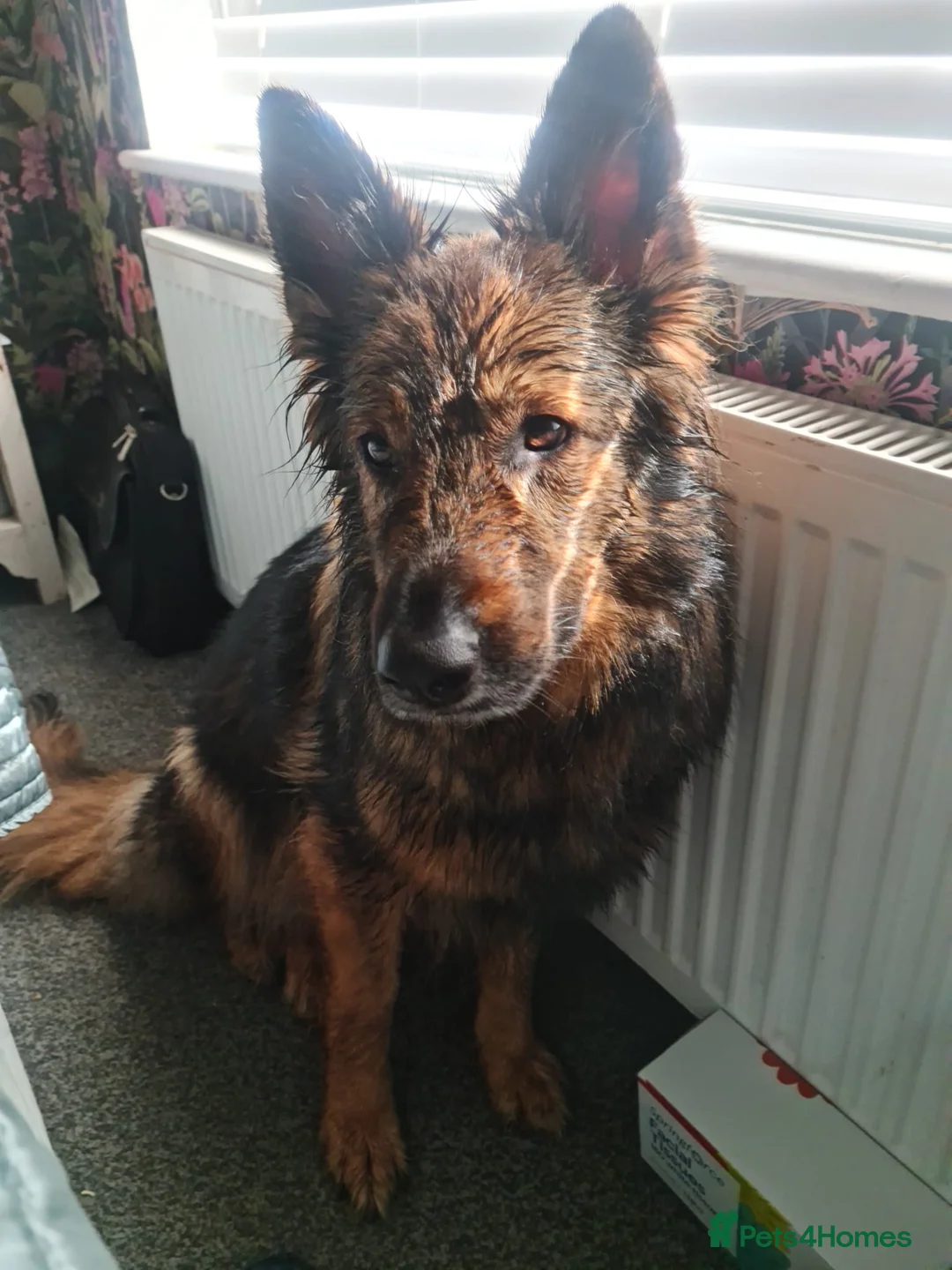 German Shepherd dogs for sale: Jessie- 7 year old female German Shepherd  - Advert 2
