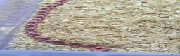 Corn Snake reptiles for sale: Corn snake  in Leicester - Advert 16