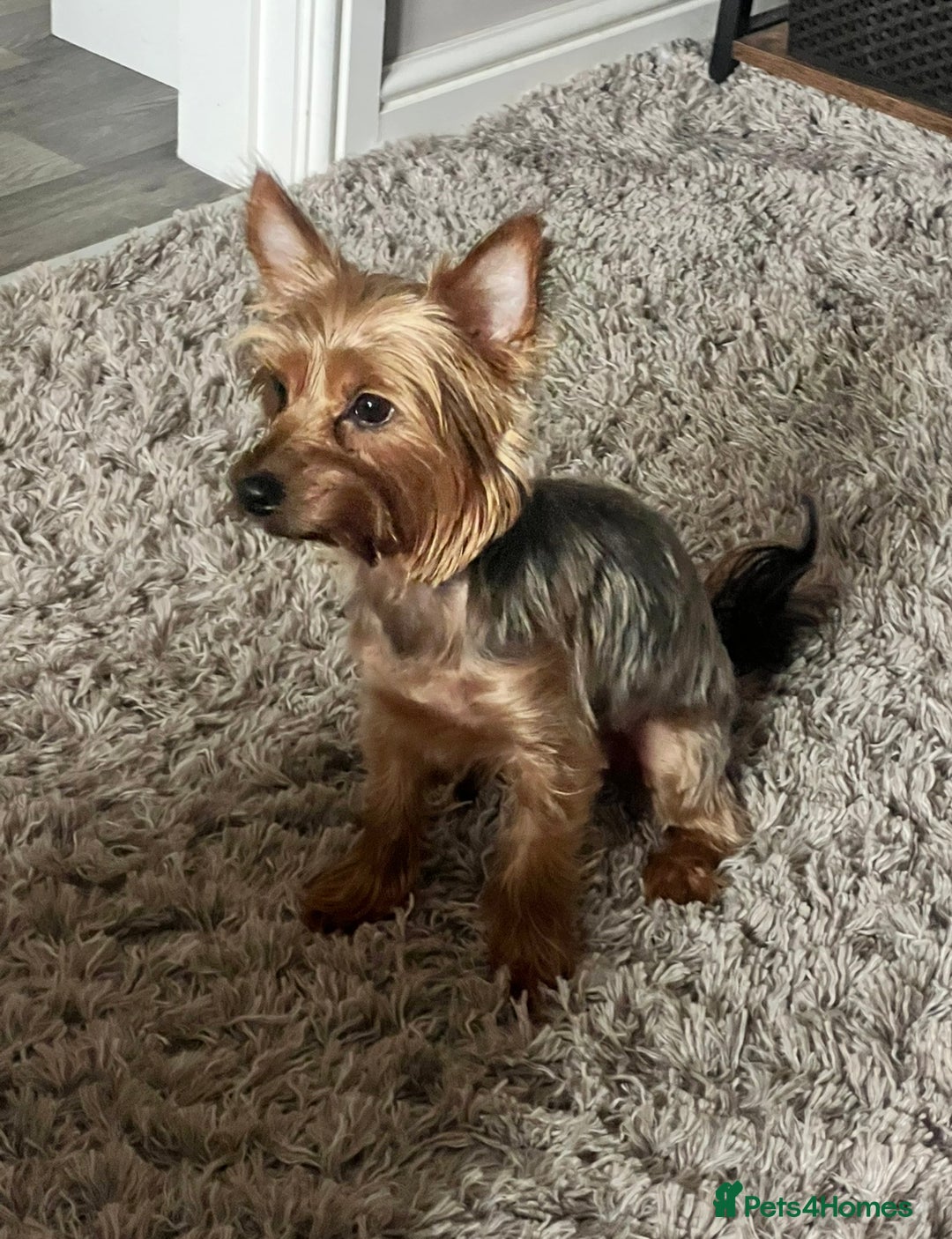 Yorkshire Terrier dogs for sale: Yorkshire terrier puppies  - Advert 2