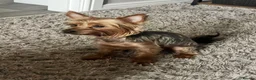 Yorkshire Terrier dogs for sale: Yorkshire terrier puppies 2 boys and 1 girl left  - Advert 5