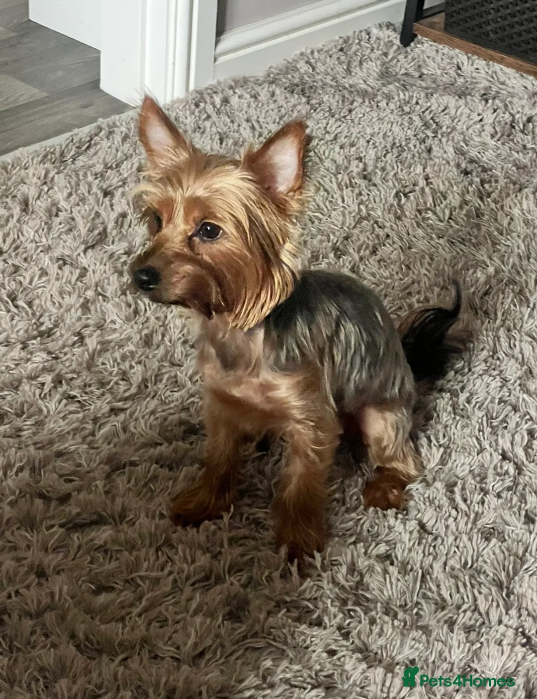 Yorkshire Terrier dogs for sale: Yorkshire terrier puppies 2 boys and 1 girl left  - Advert 5