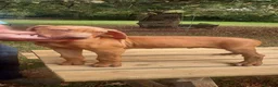 Rhodesian Ridgeback dogs for sale: Kc reg.health tested Rr puppies - Advert 5