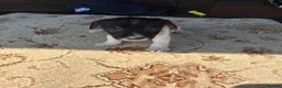 Jack Russell dogs for sale: Jack russel puppies  - Advert 18