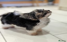 Biewer Terrier dogs for stud: Purebred Pedigree Biewer Terrier Proven Stud in Merthyr Tydfil - Image 12