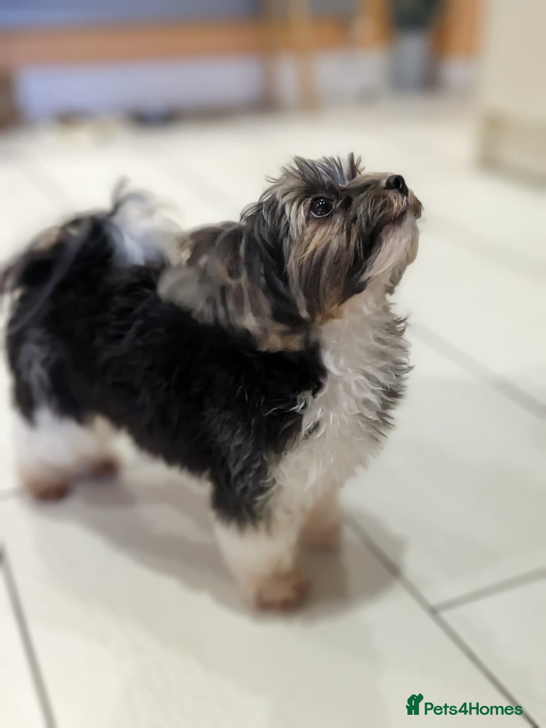 Biewer Terrier dogs for stud: Purebred Pedigree Biewer Terrier Proven Stud in Merthyr Tydfil - Image 12