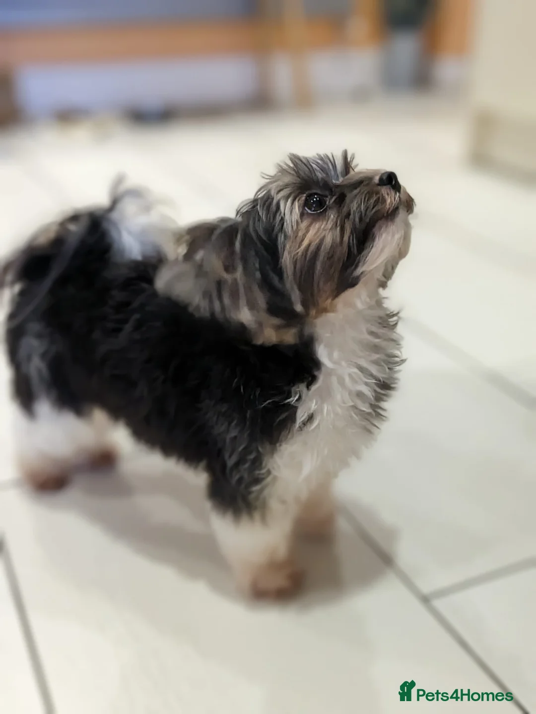 Biewer Terrier dogs for stud: Purebred Pedigree Biewer Terrier Proven Stud in Merthyr Tydfil - Advert 12