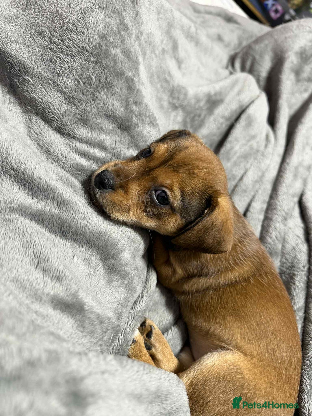 Mixed Breed dogs for sale: Beautiful female puppy.  - Image 9