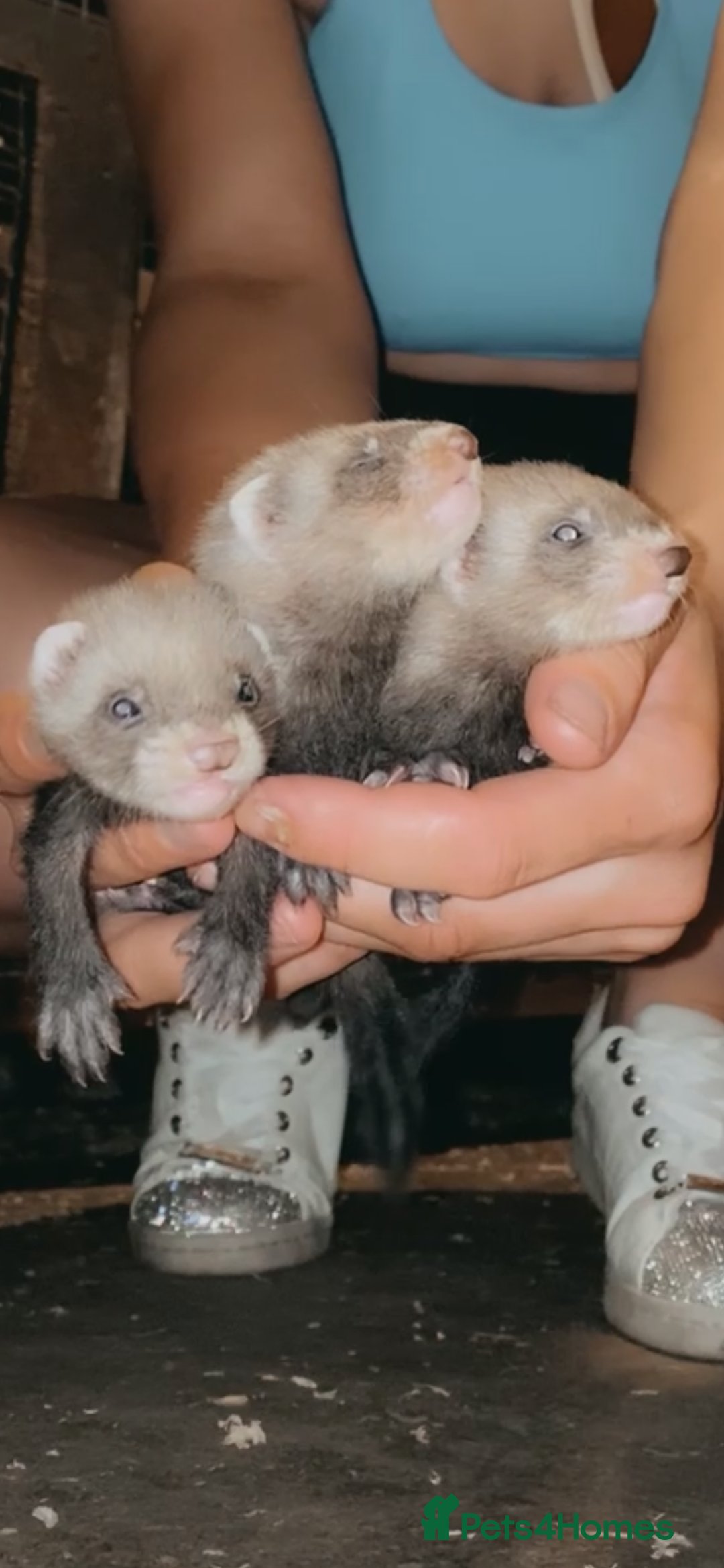 Ferret rodents for sale: Polecats kits - Image 2