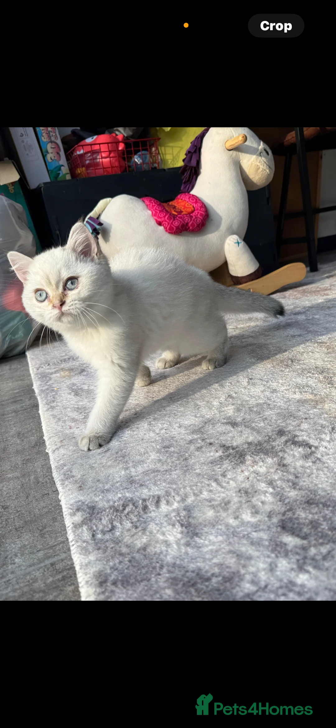 British Shorthair cats for sale: GCCF Silver White Chinchilla British Shorthair - Advert 2