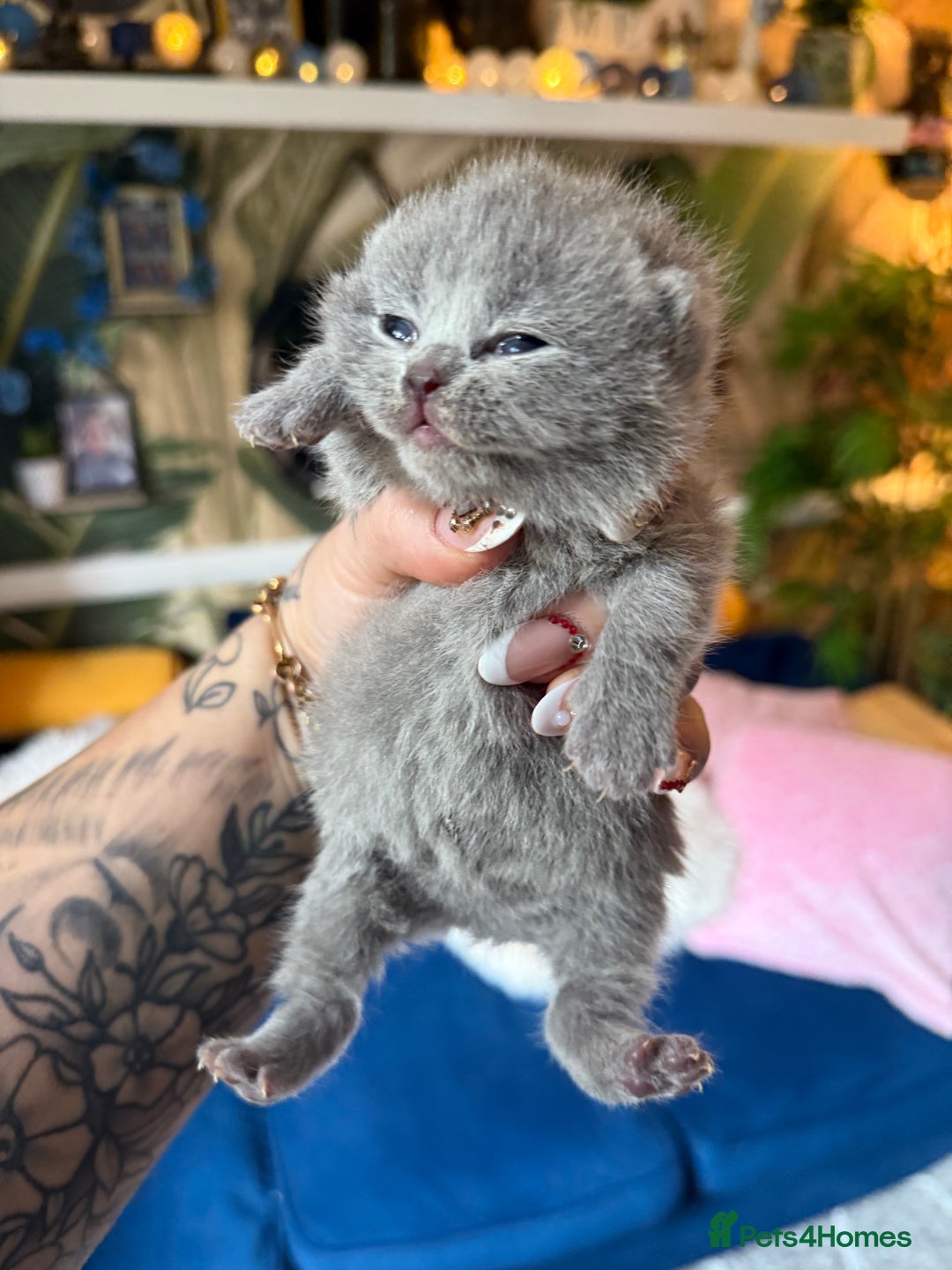 British Shorthair cats for sale: Outstanding kittens 😻 Champion line🥇🏆😻 - Image 26