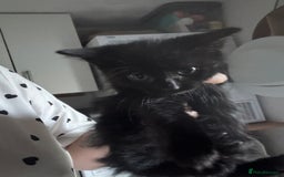Mixed Breed cats for sale: 6 mixed breed kittens - Image 10