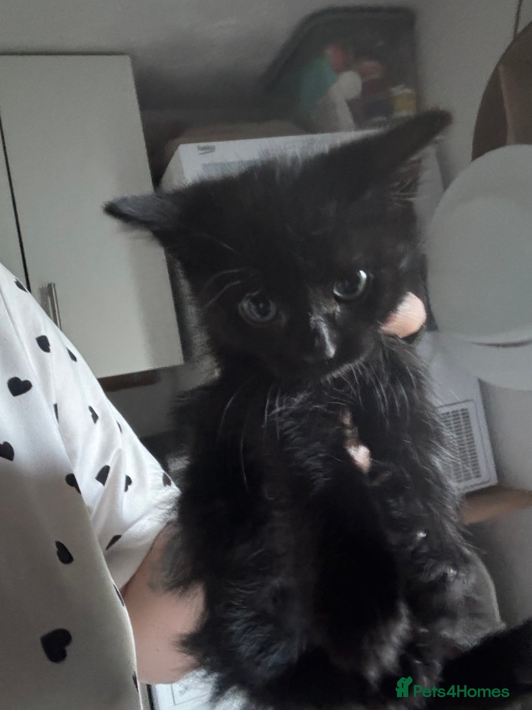 Mixed Breed cats for sale: 6 mixed breed kittens - Image 10