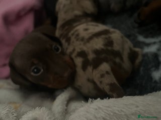 Miniature Dachshund dogs Sweet princess brown and tan miniature daushund🩷 - Advert 15
