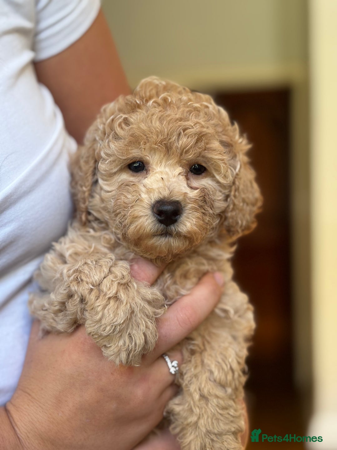 Poochon dogs for sale: 2 female poochon puppies - Image 6