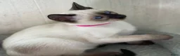Siamese cats for sale: GCCF Registered Traditional Siamese Kittens  - Advert 10