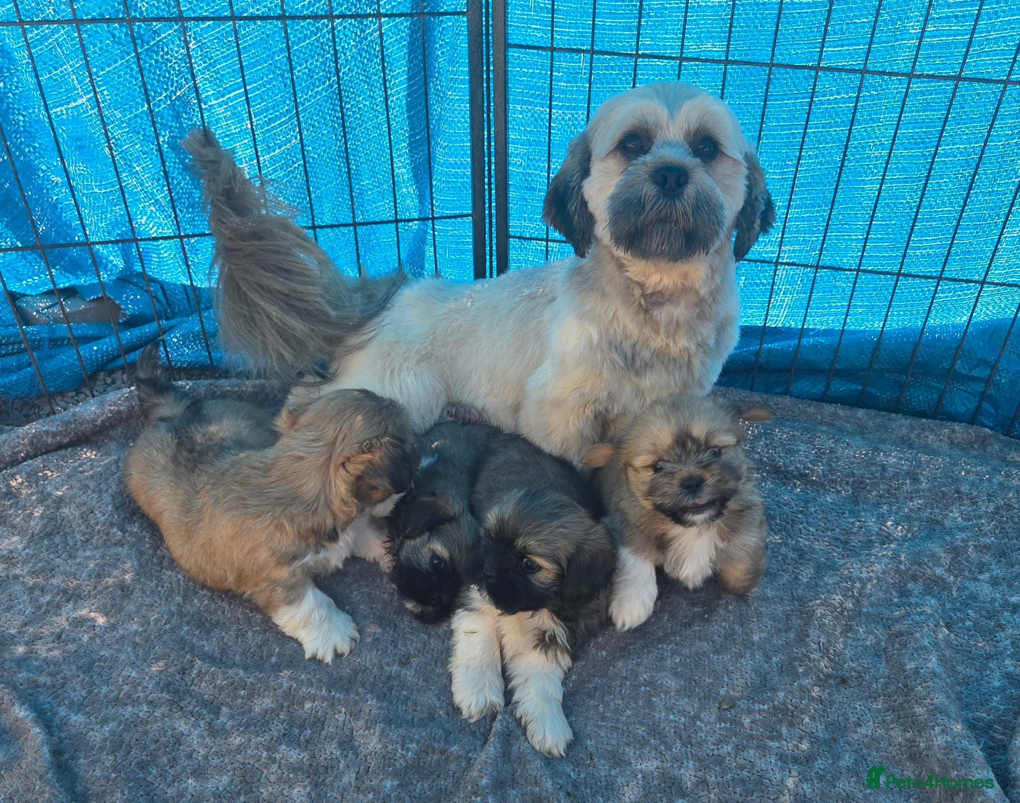 Lhasa Apso dogs Lhasa Apso Puppies  - Advert 1